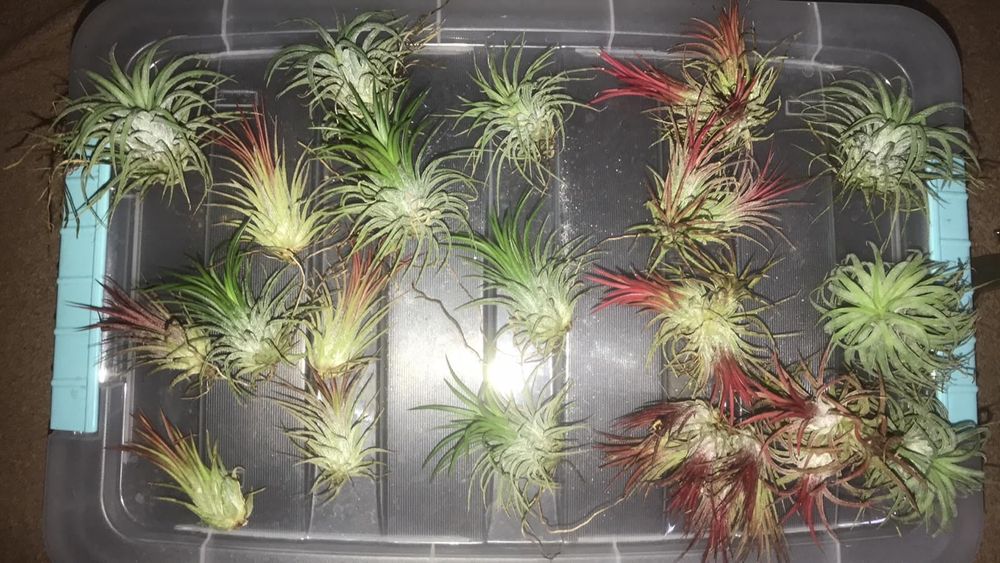 Каладіуми, тіландсії,