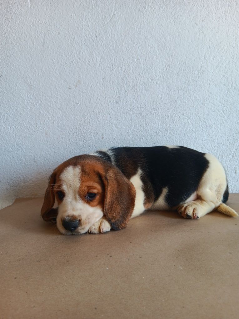 Beagle tricolor  porte pequeno