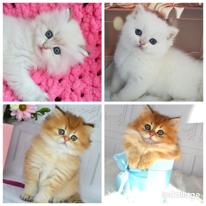 Британские котята золотая шиншилла