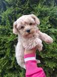 Maltipoo piesek mini xs maltańczyk/pudel miniaturowy chłopak