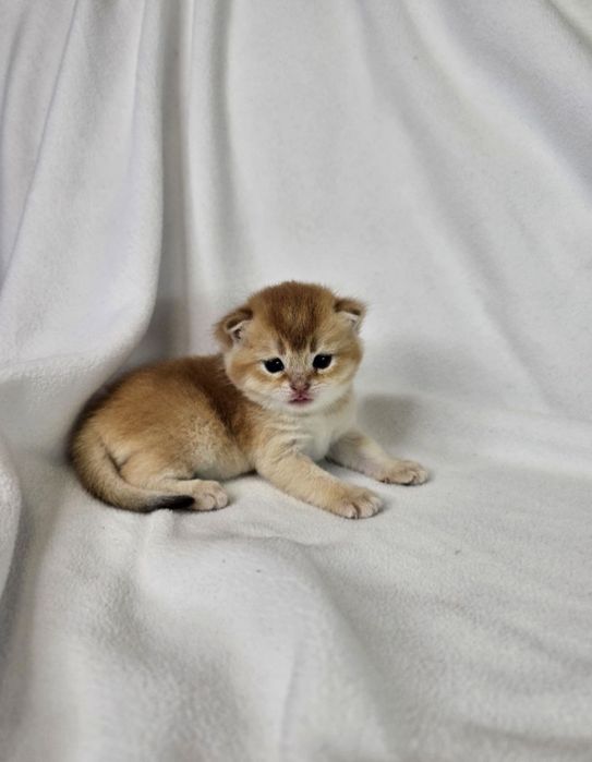 Котята шиншиллы темное золото