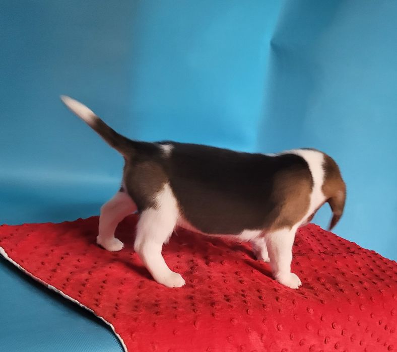 Beagle piesek sprzedam
