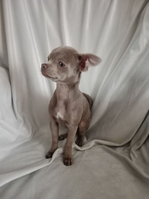 Liliowy chłopczyk chihuahua gotowy na zmianę domku