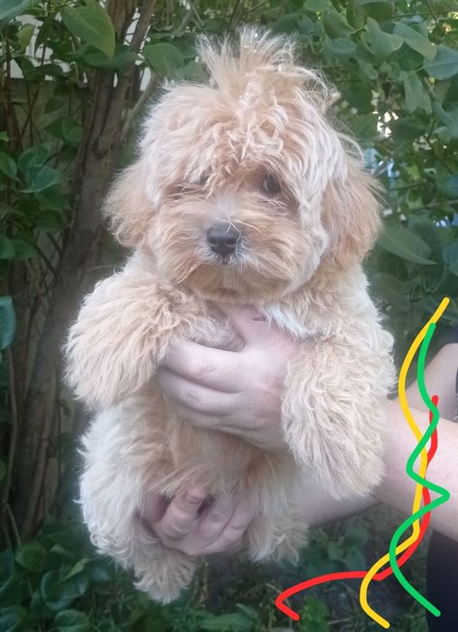 Красень малюк чекає саме на Вас))