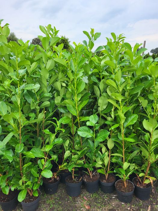 Laurowiśnia Kaukaska, Novita,laurowiśnie 100-130cm PROMOCJA