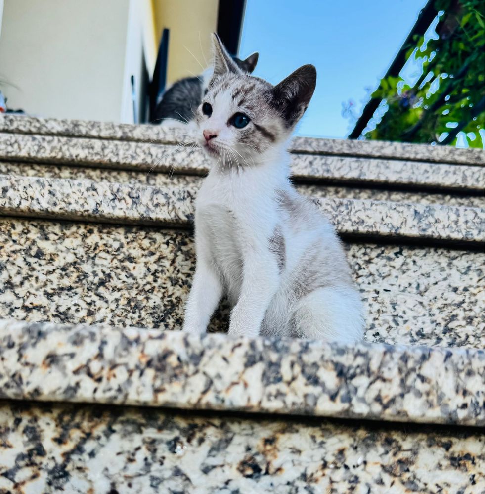 Quatro gatinhos machos para adoçao