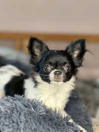 Chihuahua,  dziewczynka, prawdziwy rodowód ZKwP FCI