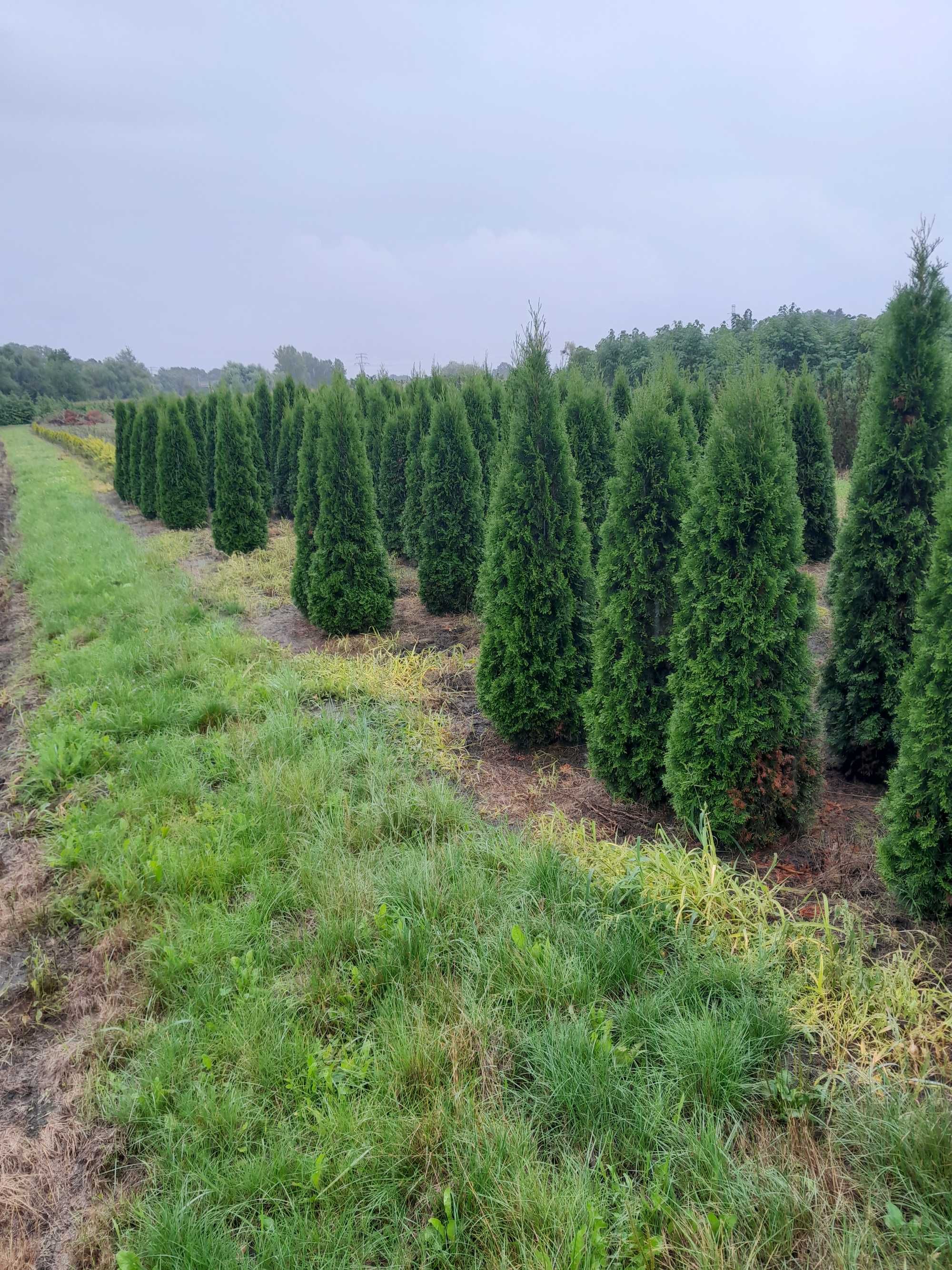 Tuje, Thuja szmaragd 110,130,150,180,200cm PRODUCENT