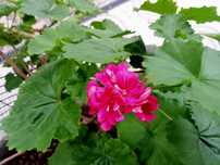 Malva Sylvestris