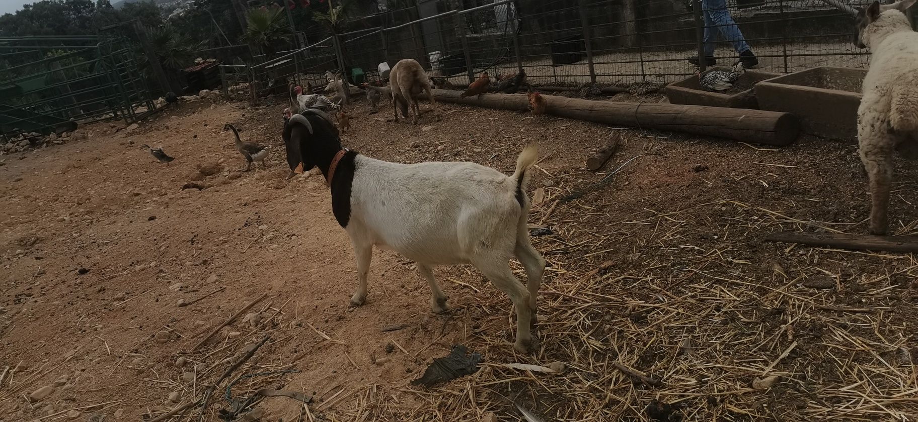 Duas Cabras boer