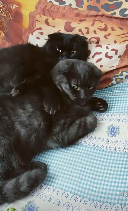 Відам котика і кицю