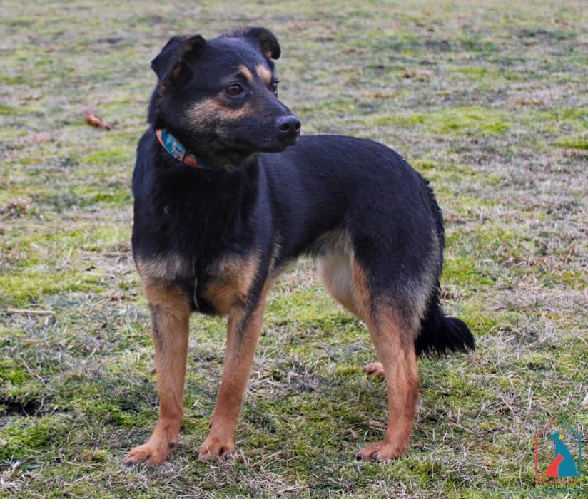 Młoda sunia Flanka szuka domu!