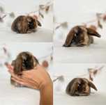 króliczki Karzełki Niderlandzkie, Karzełki Teddy, Mini lop,