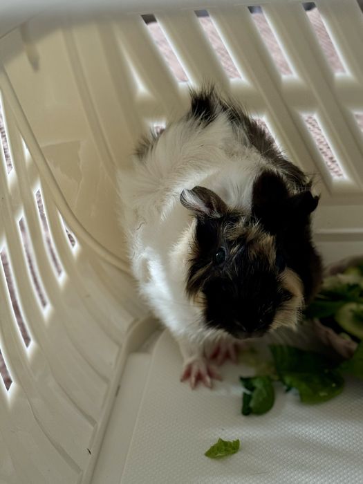 świnka morska samczyk