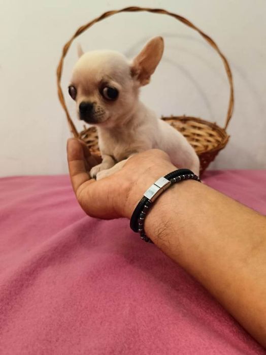 Chihuahua krótkowłosy