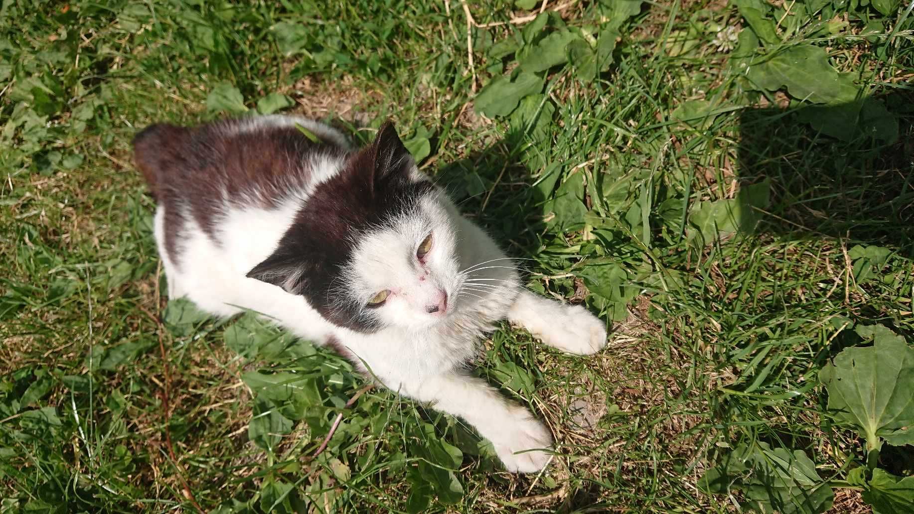 котик кошеня грайливе