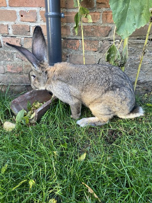 Olbrzym Belgijski samiec