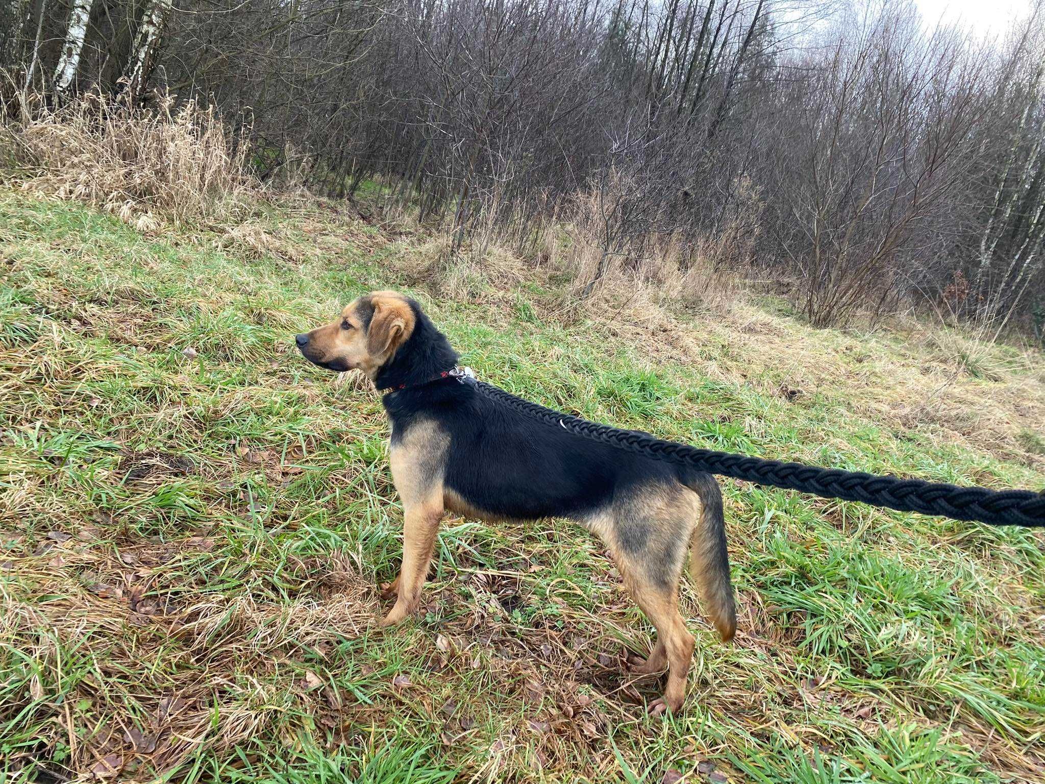 Oszukany przez człowieka! Rupert czeka na dom adopcja/tymczas