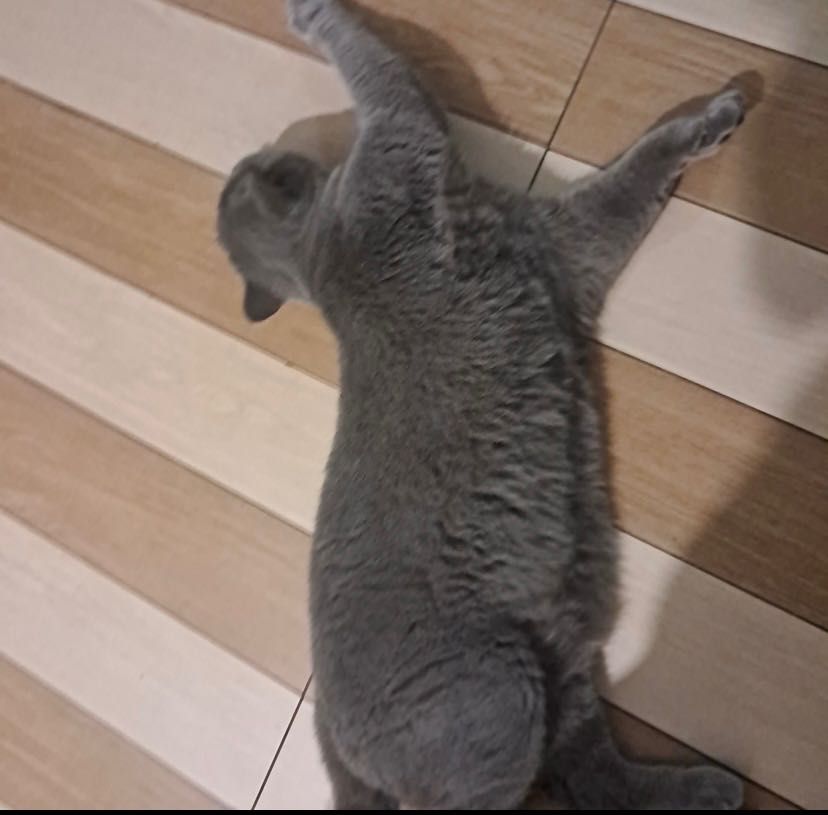 Британский кот ищет дом срочно