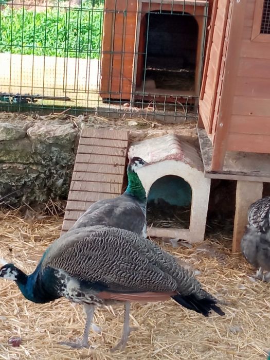 Pavões Reais com menos de ano