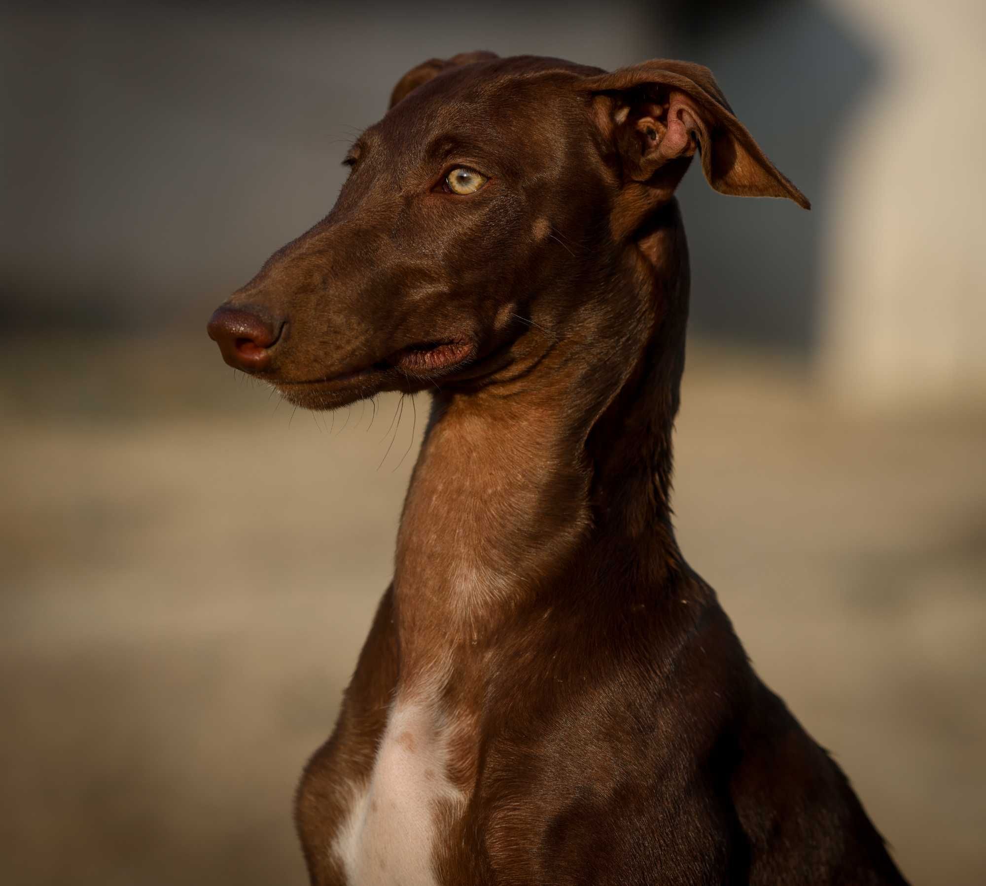 Цуценята Гальго. Galgo Espanol