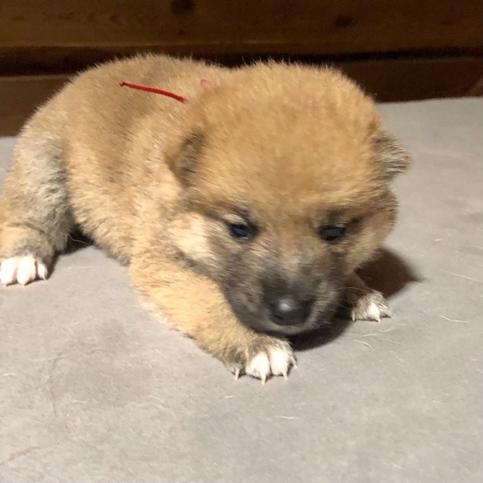 Shiba Inu, sunia TĘCZA Rajsobie(FCI).