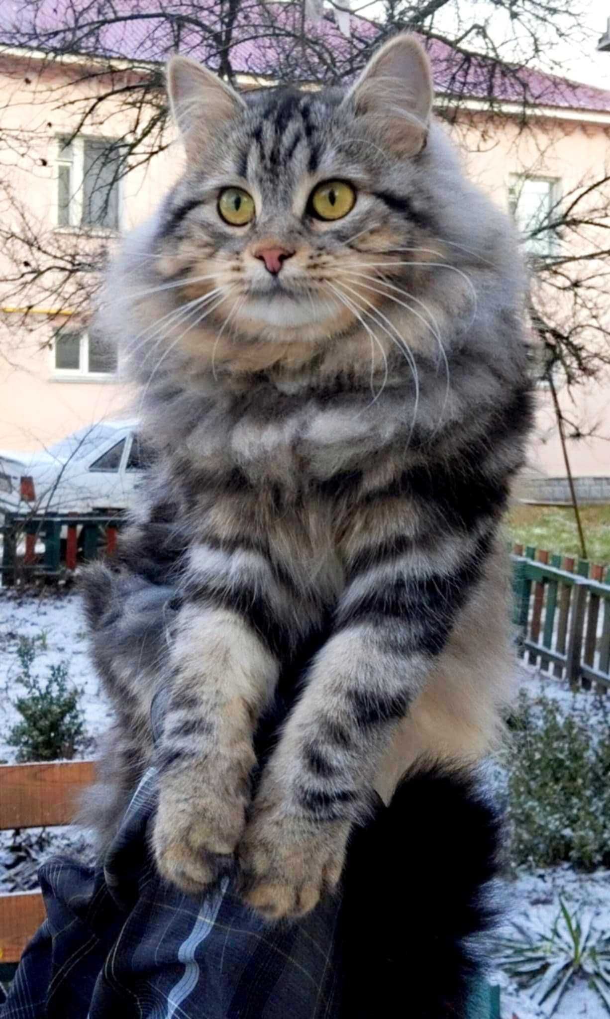 Безкоштовно котик
