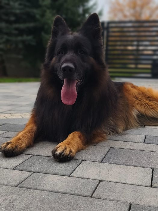 Owczarek Niemiecki Długowłosy. Suczka - szczenię