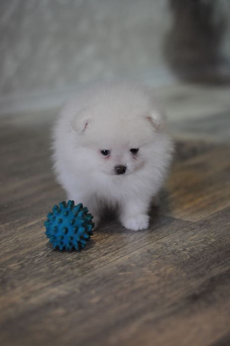 Білосніжні та крем VIP ведмеді