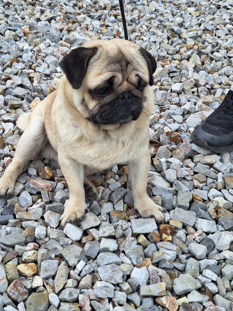 Mops 5 letni FCI szuka domu