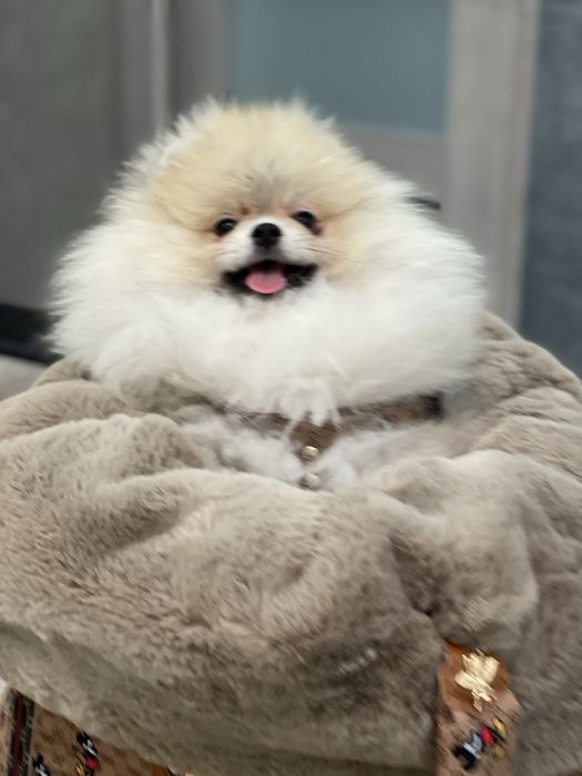 Померанський шпіц вязка