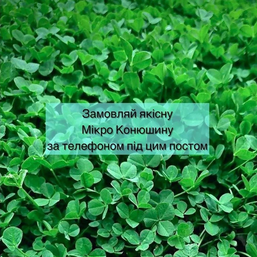 Газони для ледачих/ біла мікро конюшина насіння Юра Рома Рівендел інші