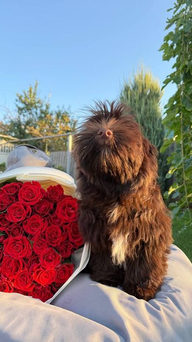 Хаванез. Дівчинка