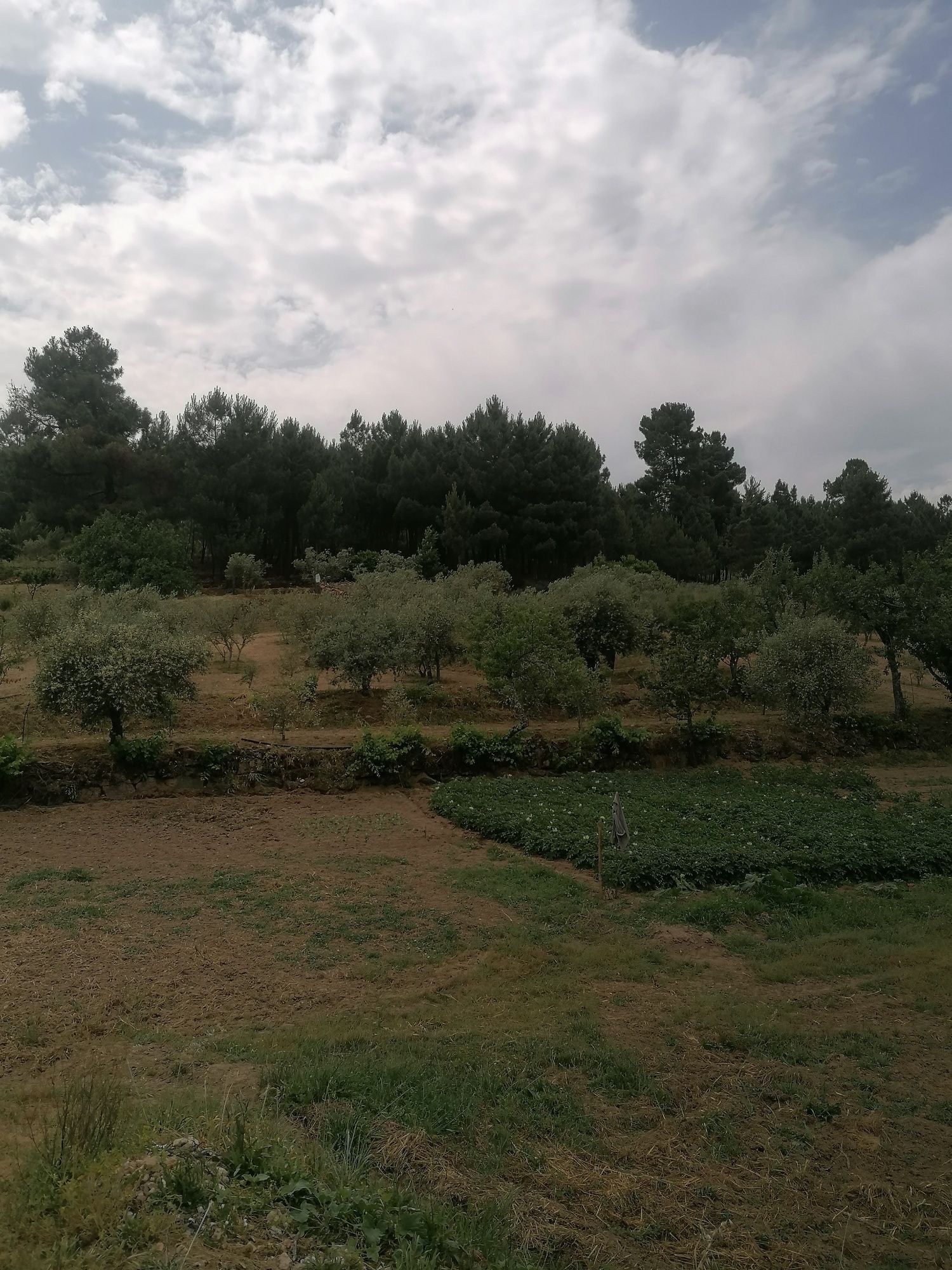 Venda terreno - Quinta