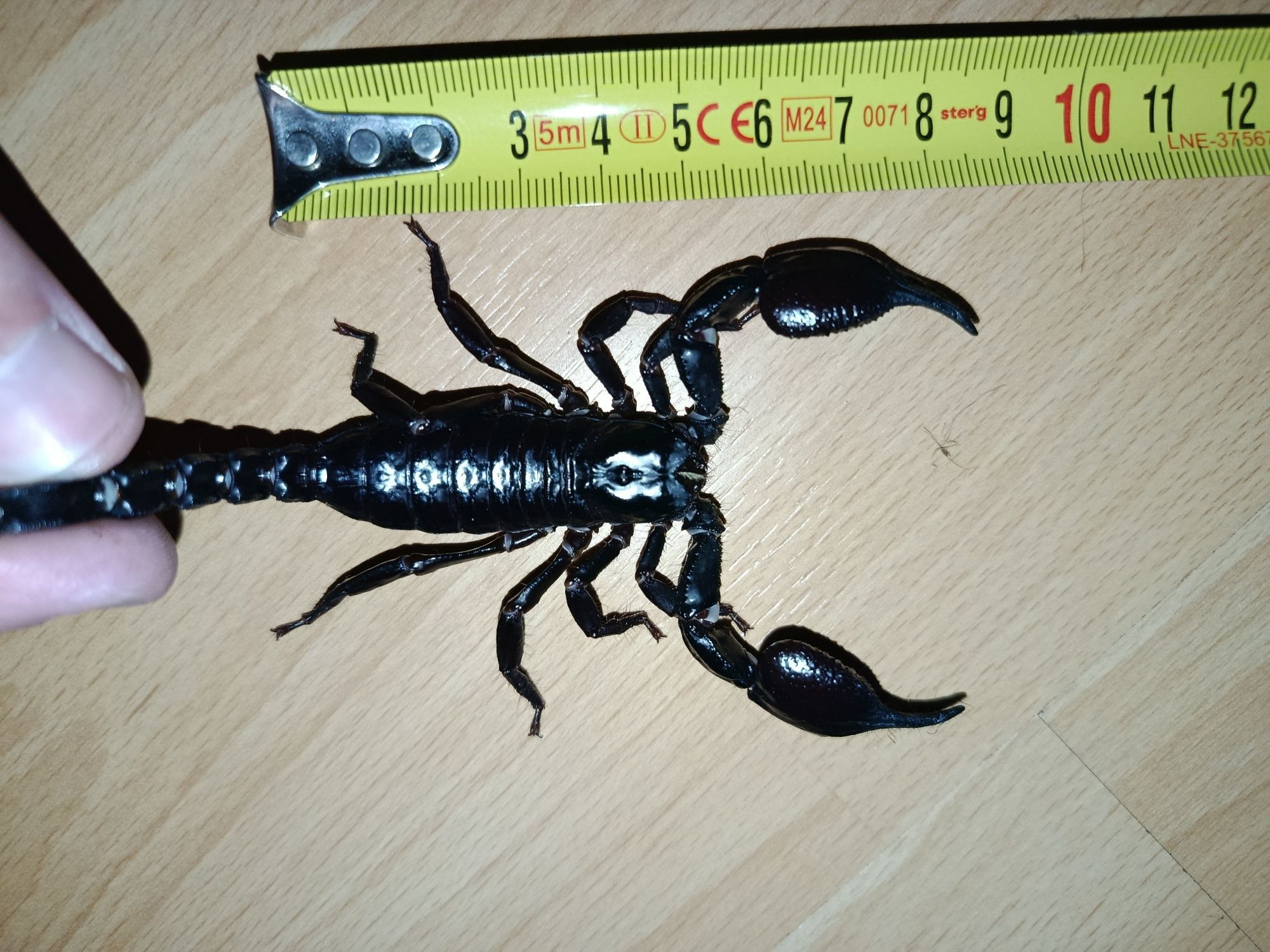 Skorpion Heterometrus sp