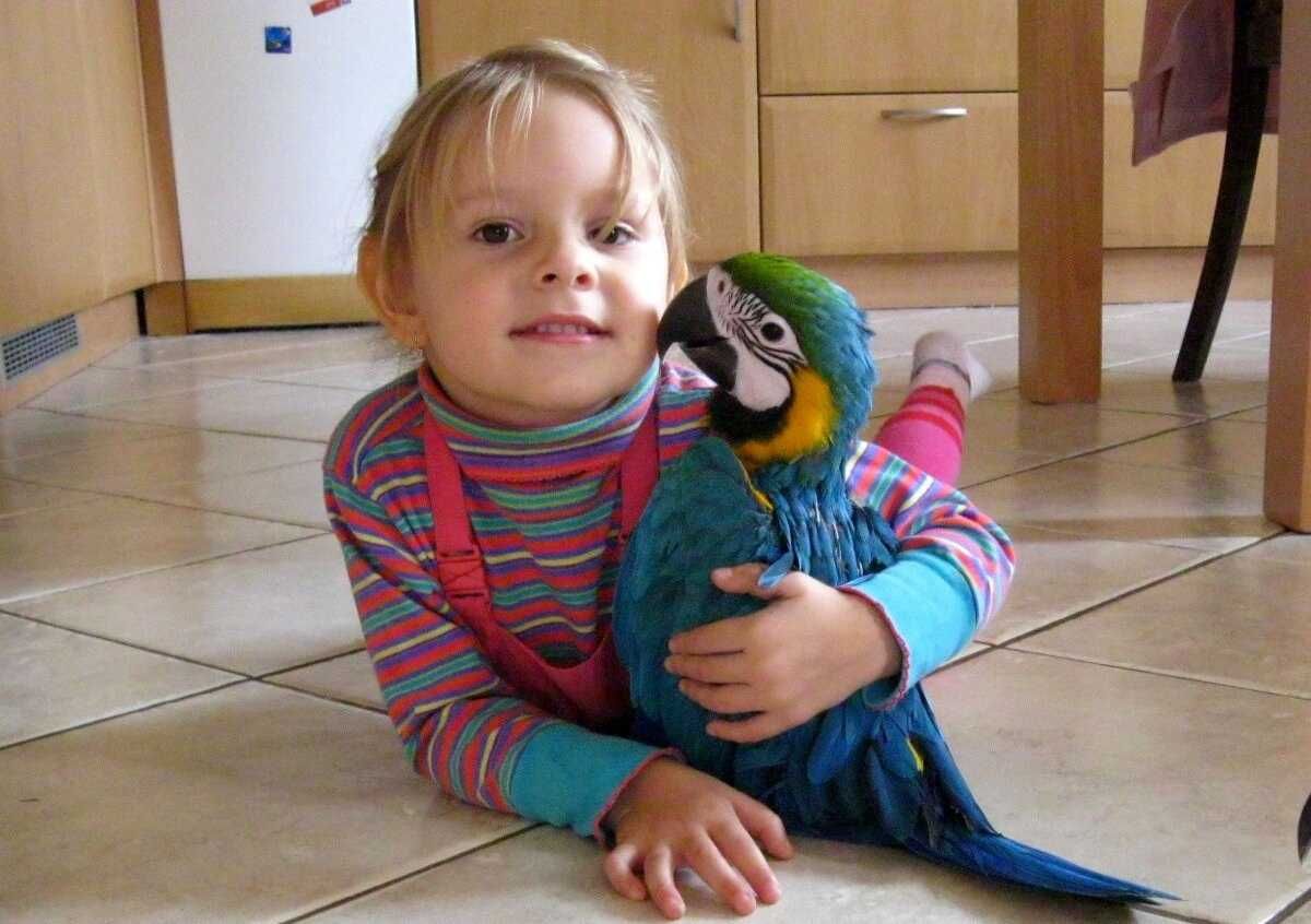 Папуга Ара - створіть тропічний рай у своєму домі
