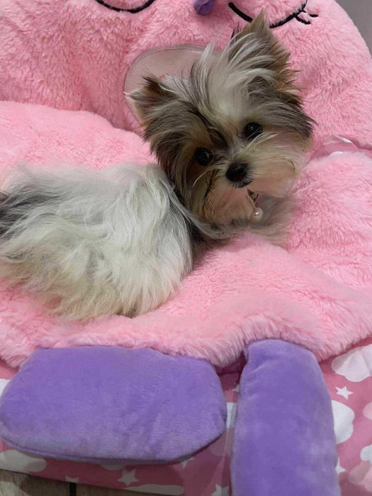 Śliczna mini suczka xxs laleczka Yorkshire terrier Mimi