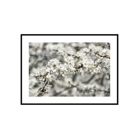 Plakat obraz zdjęcie format A3 30x40 cm białe kwity wiosna maki mak