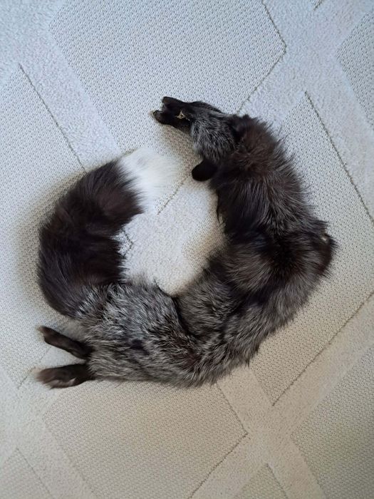 Naturalny lis brązowy