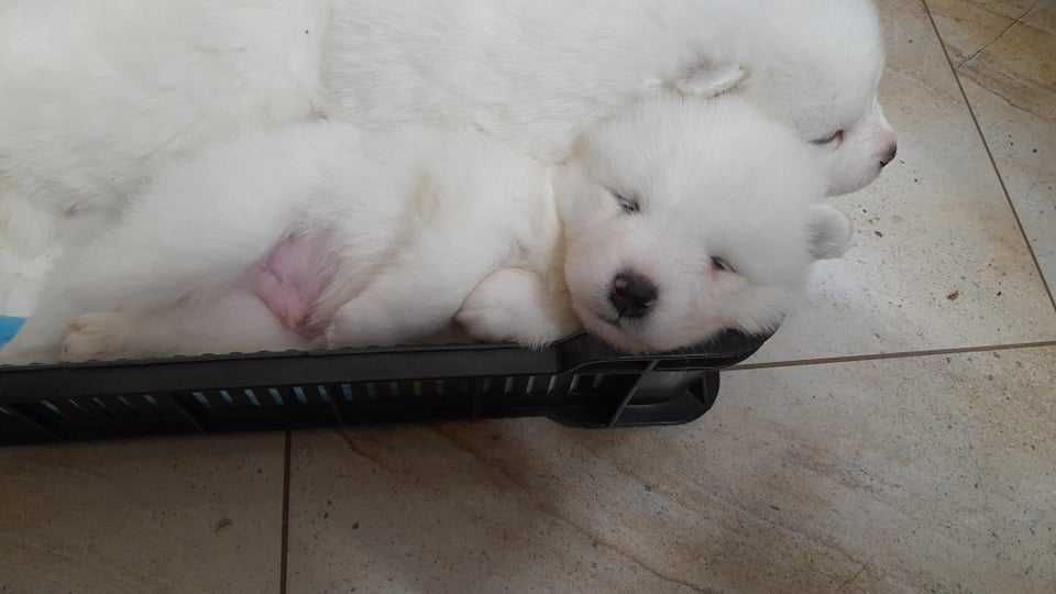 Uwaga, ostatni samiec Samojed/Samoyed