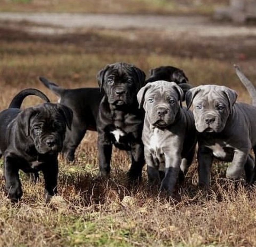 Хлопчики дівчатка офіційного питомника-Cane corso