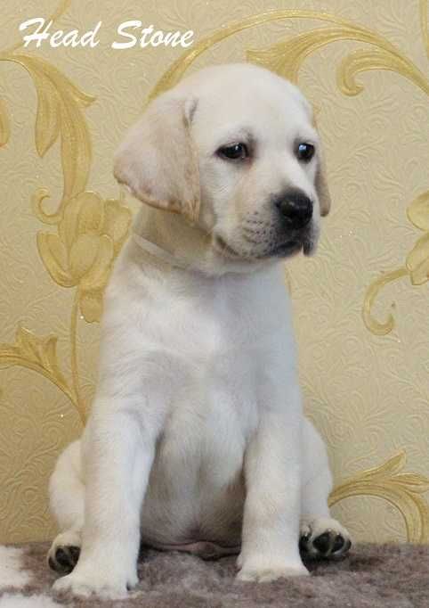 Лабрадор ретривер КСУ