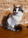 Котики домашні-породясті