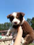 Szczeniak Border Collie –chocolate tricolor– do rezerwacji