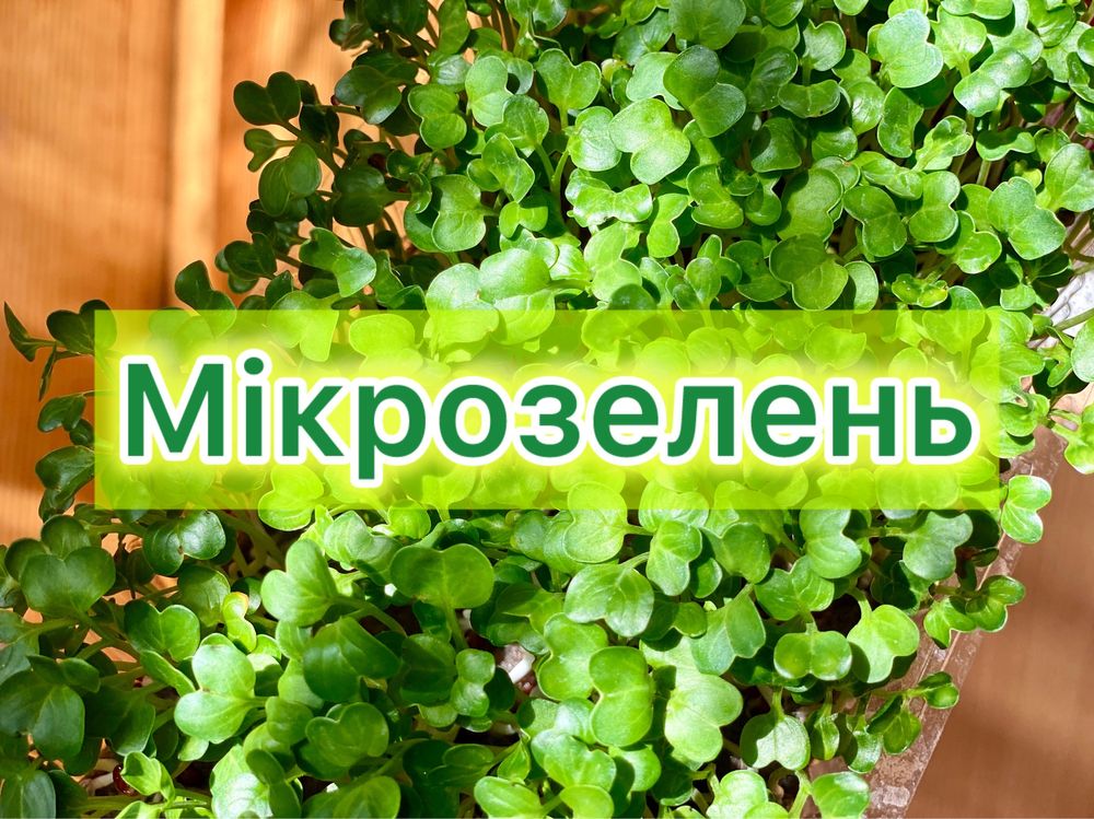Свіжа мікрозелень