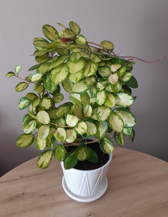 Hoya australis ‘Lisa’ - piękny, spektakularny egzemplarz!