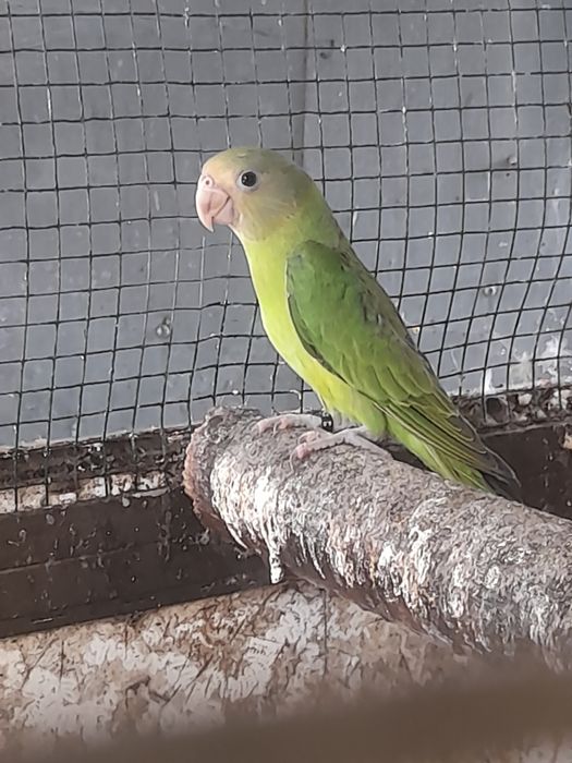 Disponível para ceder