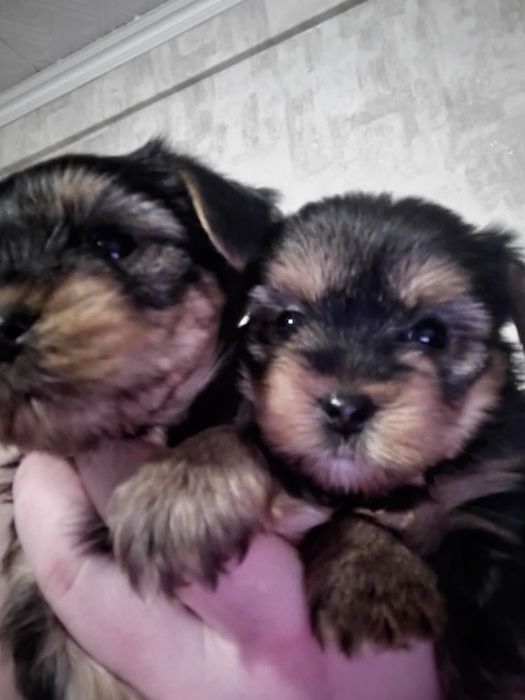 7500  Чудові цуценята йорки. Київ