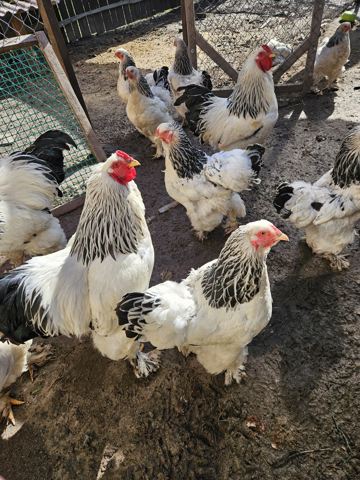 Kury brahma gronostajowa