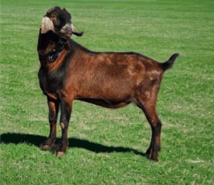 Козы Роскошный Англонубийский козел Возраст 2 года